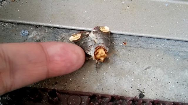 Ночные бабочки