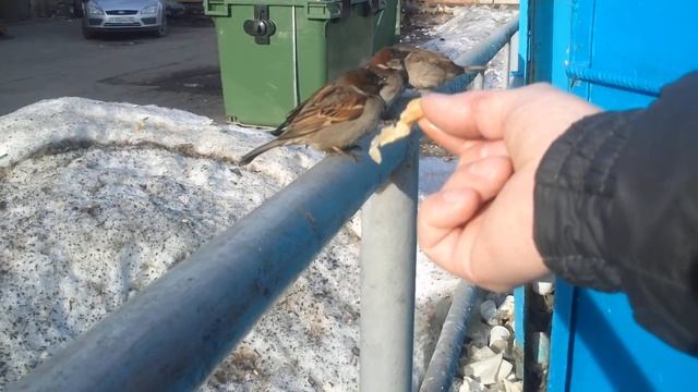 Воробьи на рынке смотреть онлайн