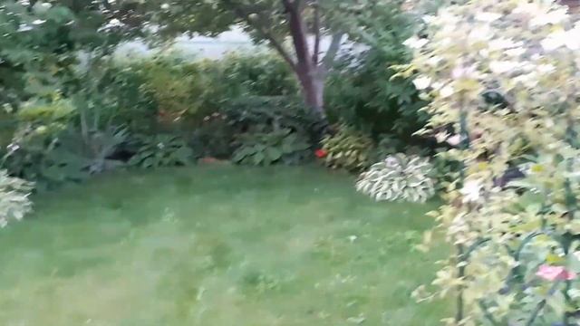 ХОСТЫ ДЛЯ НАЧИНАЮЩИХ. ЦВЕТЕНИЕ, РАЗМНОЖЕНИЕ, УХОД. смотреть онлайн