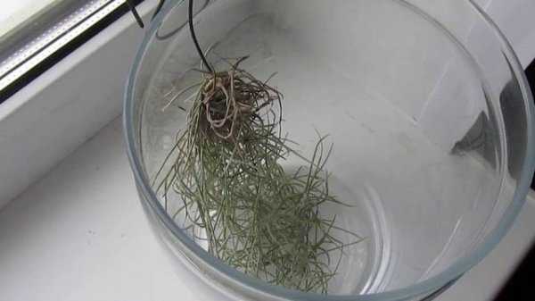 Тилландсия уснеевидная..