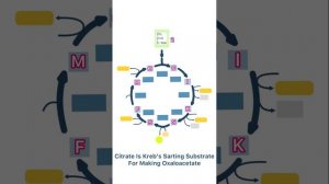 Как быстро запомнить цикл Кребса