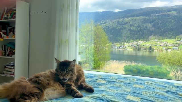 Кот Вилли взялся за старое. Из жизни мейн-кунов на озере. смотреть онлайн