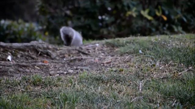California Gray and Black Squirrels / Серые и черные белки Калифорнии смотреть онлайн