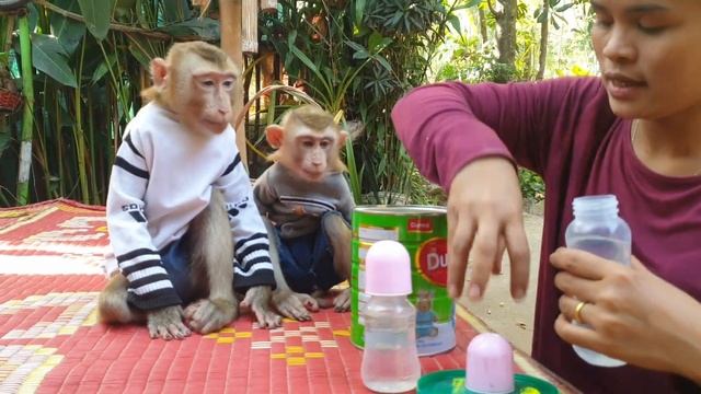 So how adorable Koko face react while mom comfort groom his leg /Koko&Yoko Official смотреть онлайн