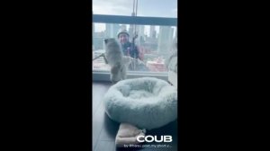 ПОДБОРКА ПРИКОЛОВ С ЖИВОТНЫМИ. КОРОТКИЕ ВИДЕОНАРЕЗКИ #Shorts (#9)