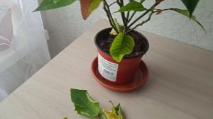 Почему пуансеттия сбрасывает листья  #пуансеттия#комнатныецветы