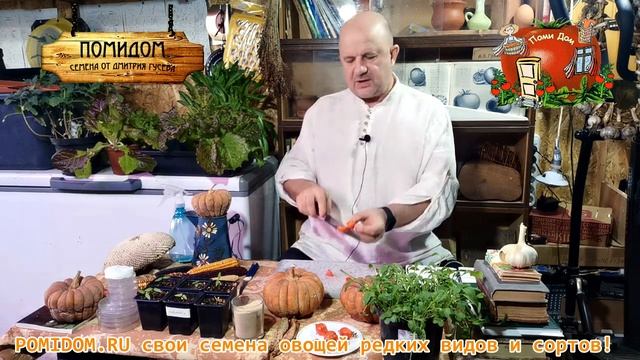 СВЕЖИЕ ПОМИДОРЫ до ФЕВРАЛЯ Сохраните! Черри Пьенноло Дель Везувио и ЖЁЛТЫЕ Везувио Джаджу и КРАСНЫ смотреть онлайн