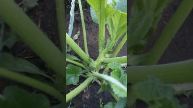 Третье растение кабачка сорта Грибовский 37 Четырнадцатого Июля - и у него появляются отростки смотреть онлайн