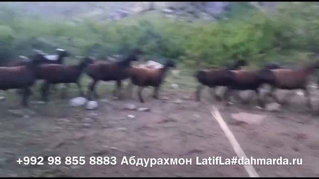 Гиссарские кучкары (бараны производители) сыновей Ходжимирзокарима Мирзорахимова на пастбище смотреть онлайн