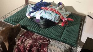 Сборы на соревнования