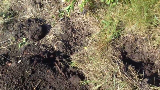 Старый и проверенный способ, как избавиться от кустарников на винограднике смотреть онлайн