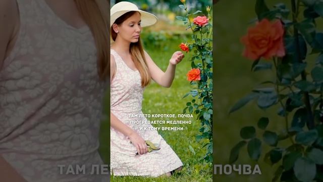 Борофоска: не делайте эту ошибку! #садоводство смотреть онлайн