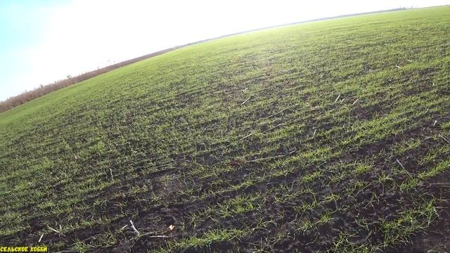 Состояние посевов Озимой Пшеницы на 07. 12. 2021/ Озимая Пшеница Вегетация/Кущений Пшеницы на Кубан смотреть онлайн