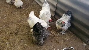 БРАМА куры породы мясояичные. Настоящее украшение птичьего двора