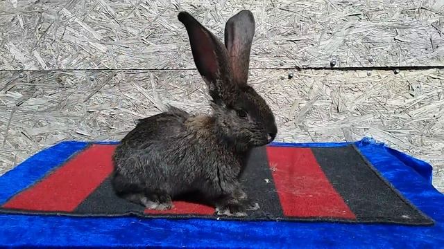 Кролики великаны разведение выращивание смотреть онлайн