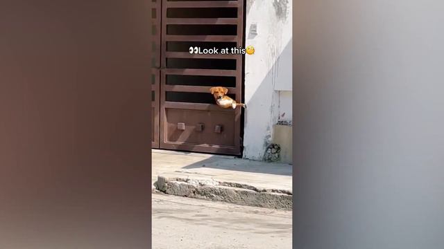 Funniest Cats 😹- Best Of The 2022 Funny Cat and Dog Videos 😂- Family Cats смотреть онлайн