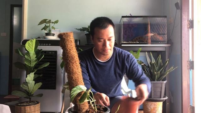 EPIPREMNUM PINNATUM VARIEGATA PROPAGATION MADE EASY