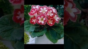 Уход за Глоксинией в домашних условиях!
