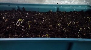 Олеандр из семян. Начало появления всходов. Состав грунта.