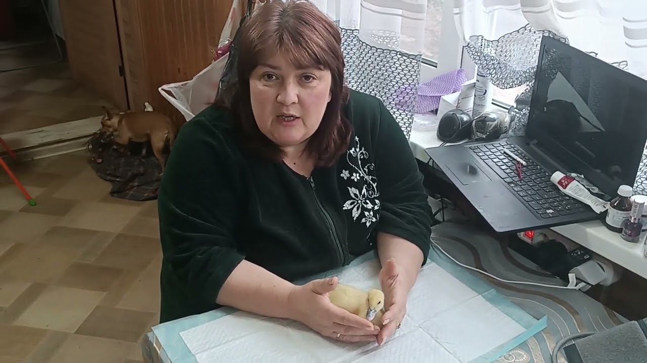 Мускусы. Индоутки. смотреть онлайн