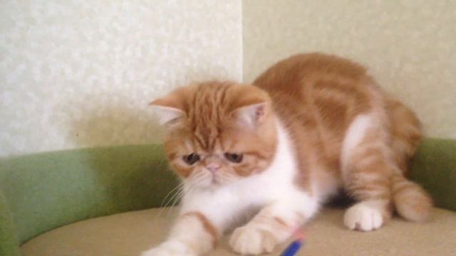 КОТИК РЫЖИК смотреть онлайн