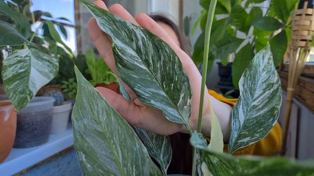 My Spathiphyllum collection // Variegated peace Lillies (Domino, Silver Cupido and etc.) смотреть онлайн