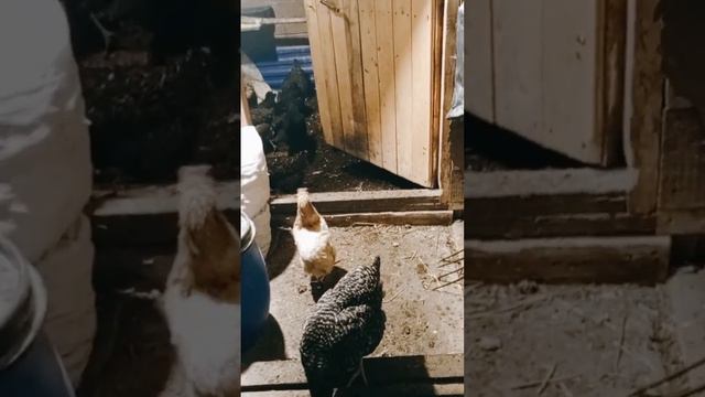 А какое у тебя любимое животное? Пиши в коментаниях 🤗 смотреть онлайн