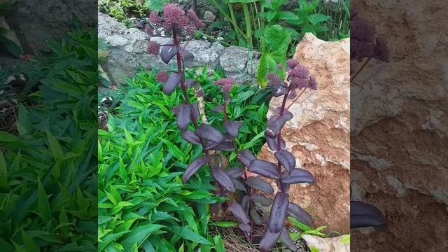 Седум ( Очиток)гибридный Purple Emperor .Пурпурный Император .