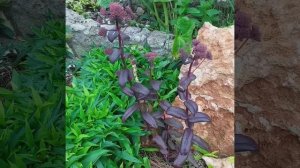 Седум ( Очиток)гибридный Purple Emperor .Пурпурный Император .