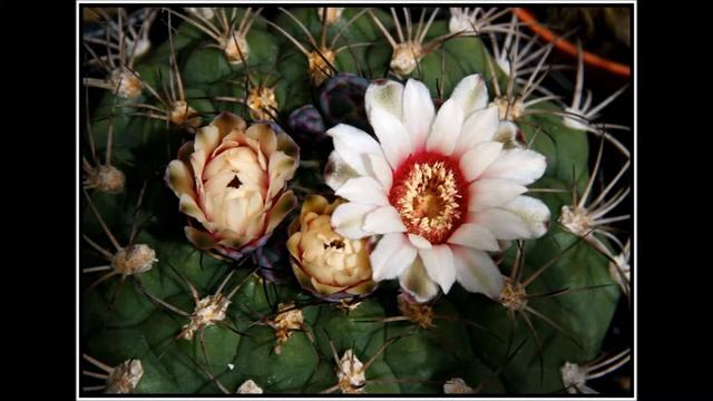 Gymnocalycium pflanzii Cactus plant from bud to bloom. смотреть онлайн