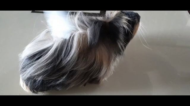 Как подстричь Морскую Свинку длинной породы. смотреть онлайн