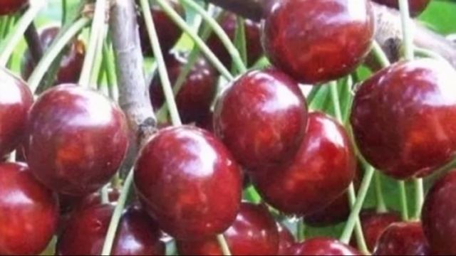 Северная красавица – черешня сорта Ипуть смотреть онлайн