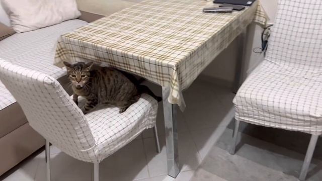 Бешенство у кошки смотреть онлайн