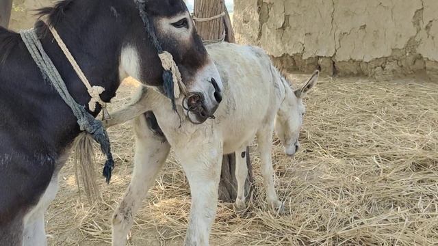 my new village new farming video 15 November 2023 смотреть онлайн