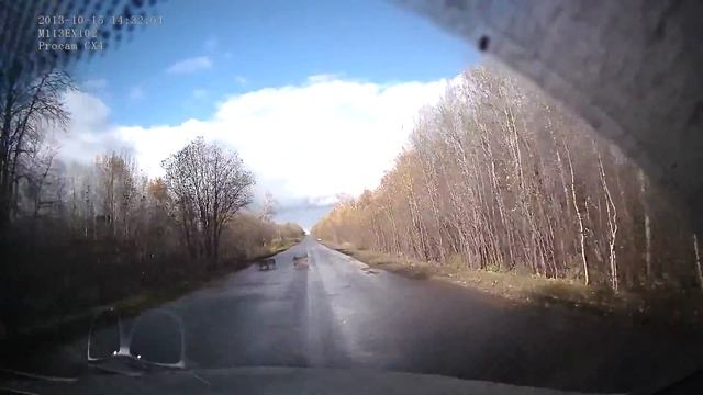 Кабаны перебегают дорогу смотреть онлайн