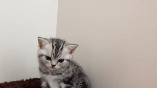 Британская мраморная кошечка LV*Ice Florence Harmony (BRI ns 22 64) смотреть онлайн