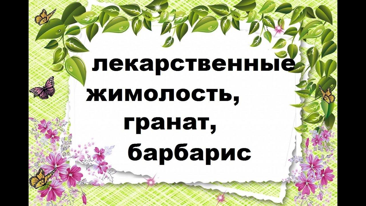Народные средства от простуды и отравления. Польза граната, барбариса, жимолости смотреть онлайн