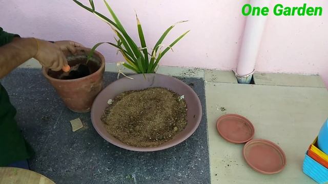 How to grow walking iris, neomarica northiana? Part 1 смотреть онлайн