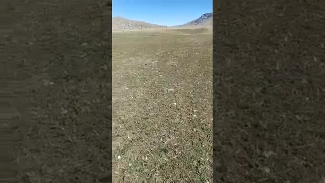 Электропастух Agri UNI2K. Отзыв клиента.