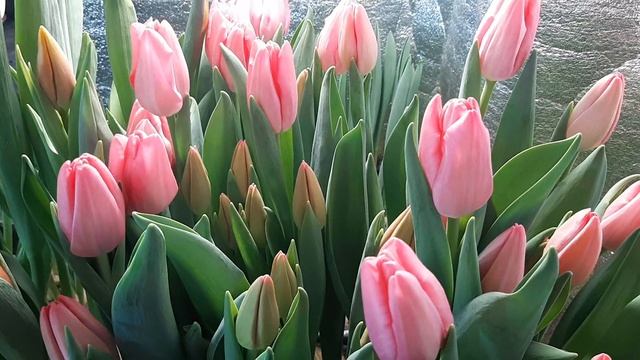 На какой стадии срезать тюльпаны?. Для хранения и транспортировки. смотреть онлайн