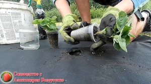 Посадка клубники с обработкой корней Микоризой