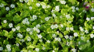 Мокрица - самый полезный сорняк/Chickweed/ Chickweed Identification