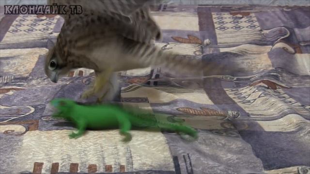 Хищник в квартире это круто. Клондайк тв смотреть онлайн