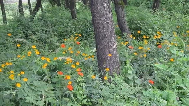 Цветы в Шкотовском районе, июль 2019 г. смотреть онлайн