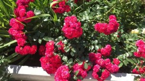 Красивые розы. Удивительная и прекрасная роза Хеллоу