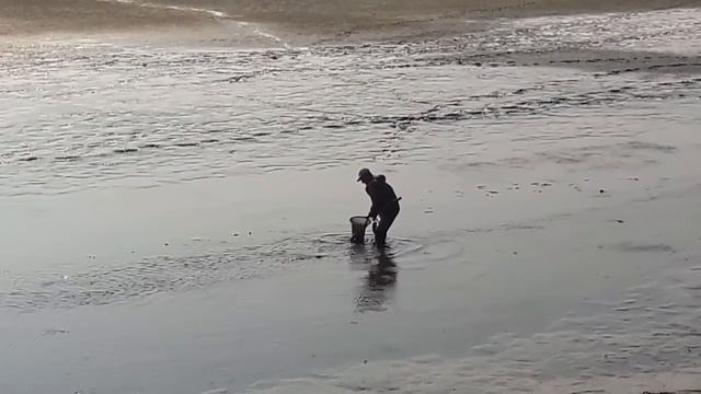 Рыба для инкубация толстолоб карп и амура для получение икры смотреть онлайн