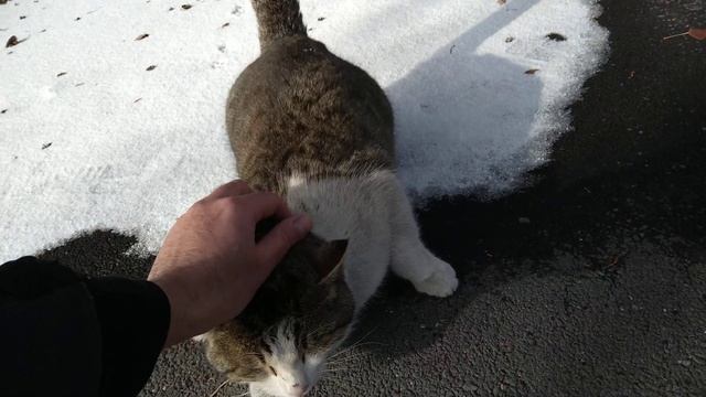 Офисный кот Тися ? смотреть онлайн