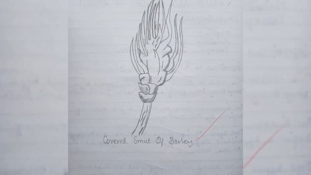 B.Sc 1st Year Botany Practical File in English 2019-20 смотреть онлайн