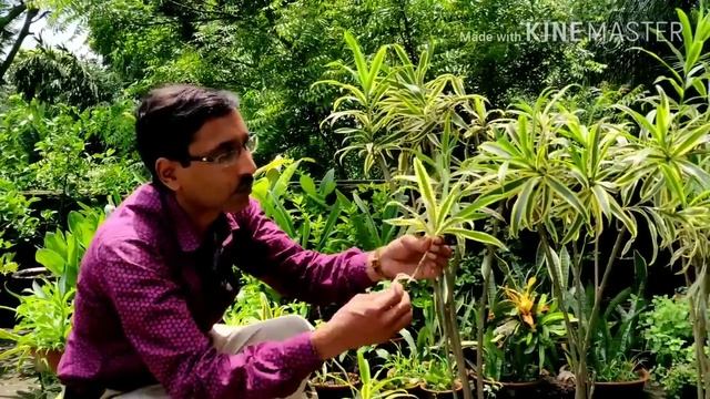 Cuttings / Propagation of Song of India plant ( Dracaena reflexa ) in the Easiest method. смотреть онлайн