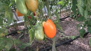 Томат Минусинские стаканы оранжевые (Королевский сад Ильи Королева)